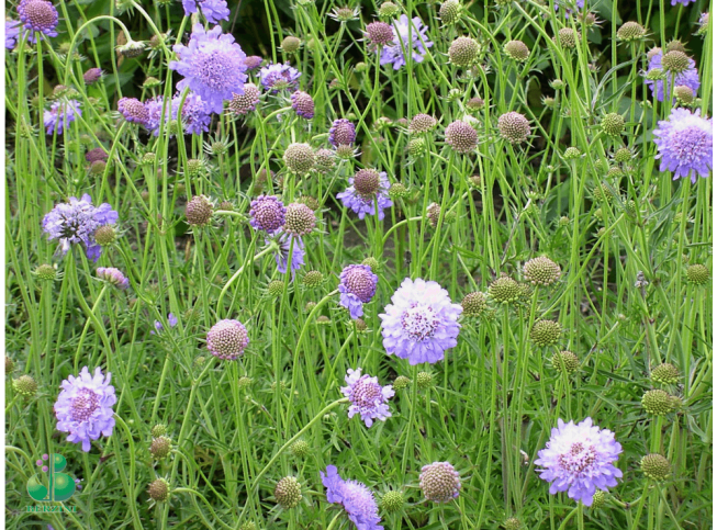 Scabiosa columbaria   'Nana'
